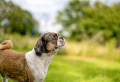 狗狗最新爆料视频下载,萌宠日常大曝光！