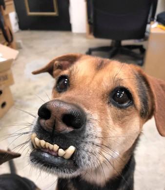 娱乐吃瓜酱狗带上牙,狗带上牙的爆笑日常