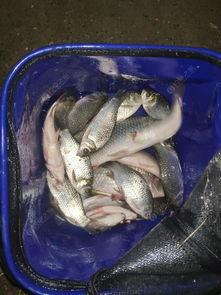 娱乐吃瓜酱飞鸟与鱼