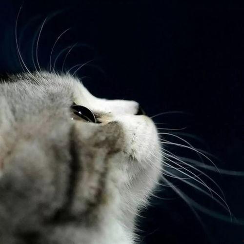 娱乐吃瓜酱猫猫,揭秘娱乐圈那些不为人知的幕后故事